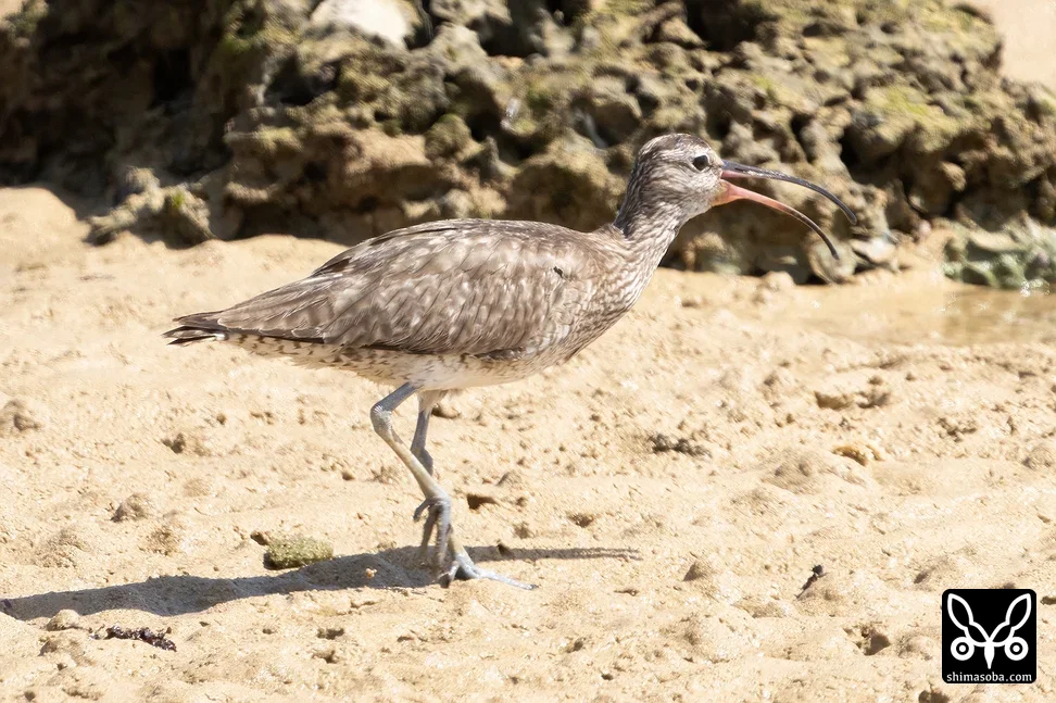 チュウシャクシギ