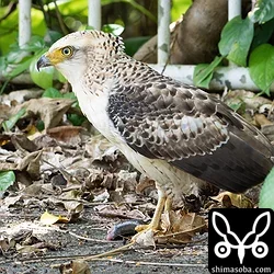 カンムリワシ幼鳥