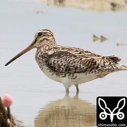チュウジシギ成鳥。冬羽が出ていますが脱落も多い。