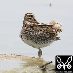 チュウジシギ