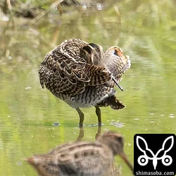 チュウジシギ幼鳥。チュウジシギ幼鳥はハリオシギに似た個体が少なからずいます。