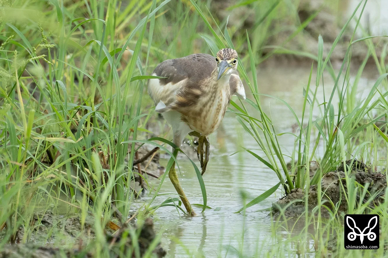 ジャワアカガシラサギ