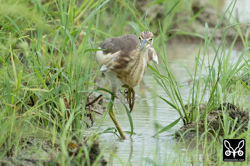 ジャワアカガシラサギ