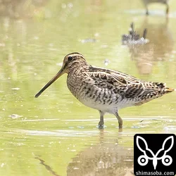こちらはチュウジシギ成鳥。肩羽、三列あたりは冬羽に換羽済み。ハリオシギ、チュウジシギ合わせて30羽ほどでした。