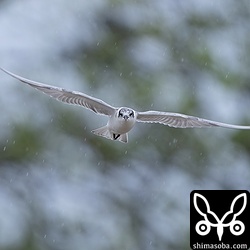 クロハラアジサシは台風の影響で300羽ほどが飛来。風邪の中、餌探しに勤しんでいました。