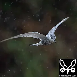 クロハラアジサシ