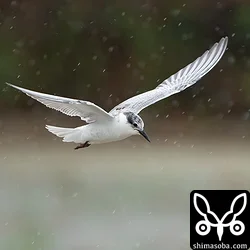 クロハラアジサシ