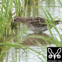 ウズラシギ成鳥。夏羽から冬羽へ換羽中。