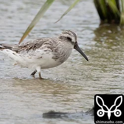 キリアイ成鳥も飛来、チュウジシギは激増、ジャワアカガシラサギは毎日トンボ取り