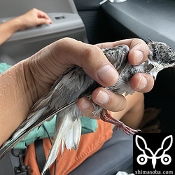 道路に落ちていたクロハラアジサシの成鳥。雨に濡れて飛べなくなっていました。自宅で餌を与え、羽を乾かしたのちに無事、自然に返すことができました。