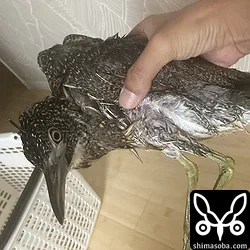 ズグロミゾゴイ
