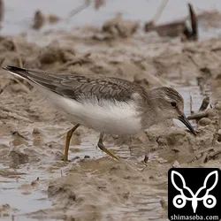オジロトウネン幼鳥。