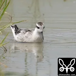 アカエリヒレアシシギは、水面に浮かぶ小さな虫を食っていました。