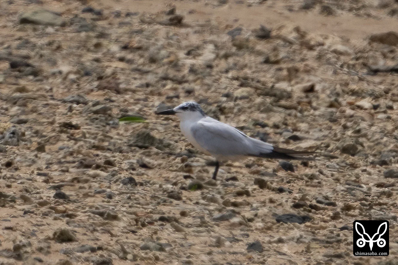 ハシブトアジサシ