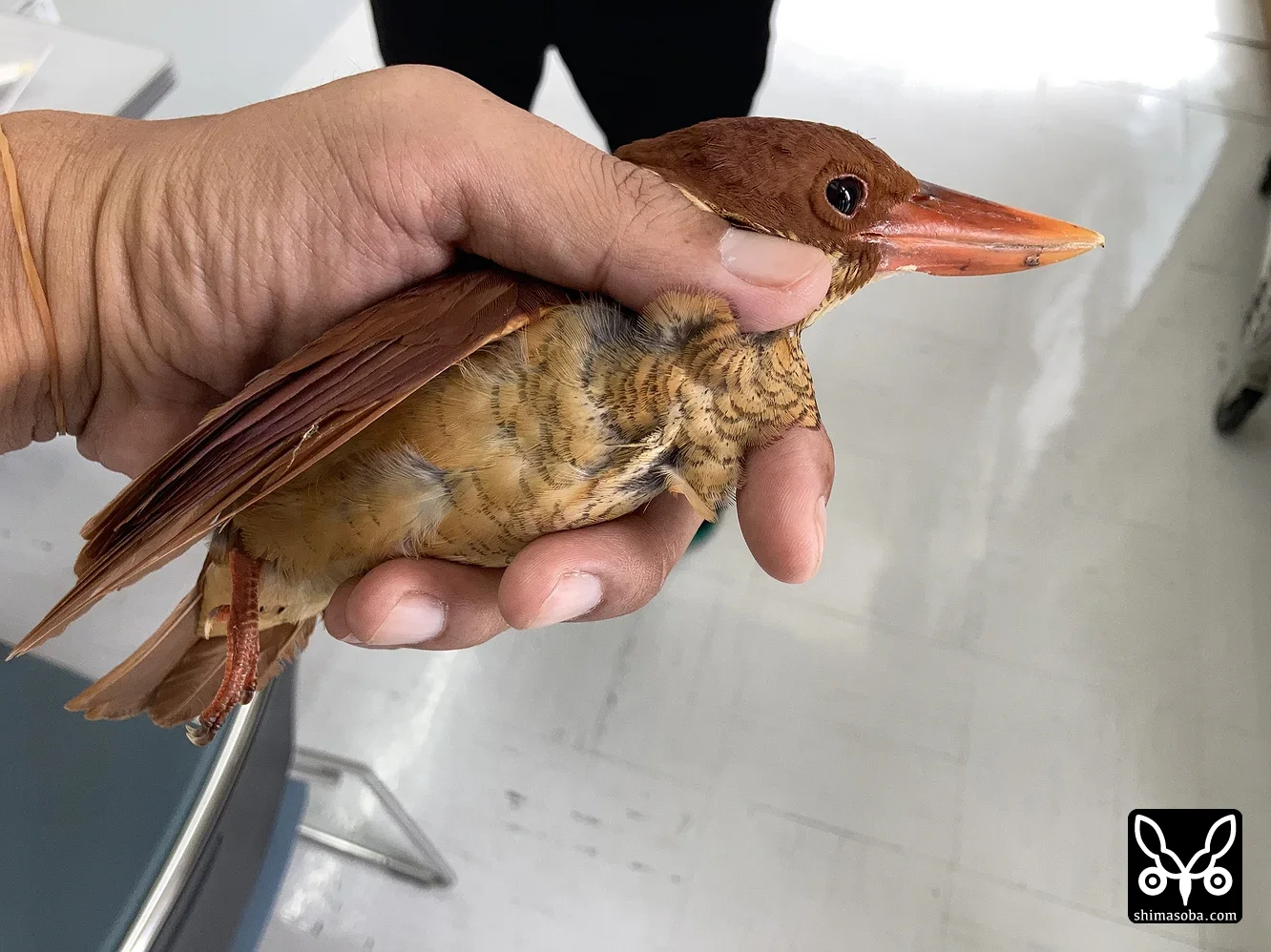 リュウキュウアカショウビン