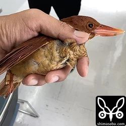 窓ガラスに衝突したリュウキュウアカショウビン幼鳥。しばらくして無事に放鳥。