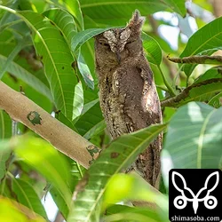 リュウキュウコノハズク、アカショウビン保護(動画あり)