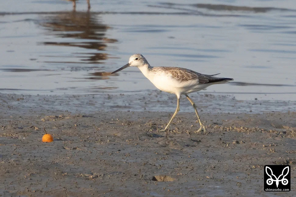 アオアシシギ
