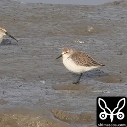 ヒメハマシギ、キリアイ、トウネンほか(動画あり)