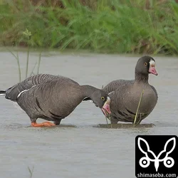 カリガネ2羽とヒシクイ1羽飛来(動画あり)