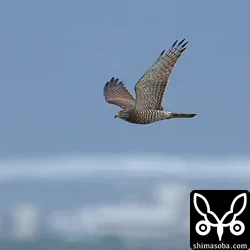 市街地上空を飛ぶサシバのメス成鳥。