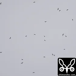 タカ柱を何度も見ることができました。あいにくの曇り空ですが、サシバたちの壮大な渡りを垣間見ることができました。