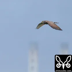 沖縄電力の煙突をバックに飛ぶサシバ。