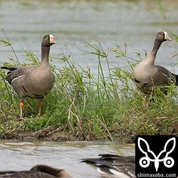 マガン12羽飛来　カリガネ滞在中(動画あり)