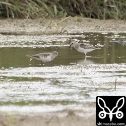 オジロトウネンの幼鳥(右)と成鳥。