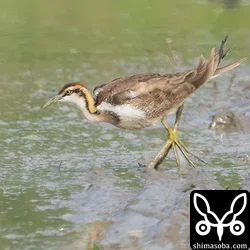 レンカク滞在6日目　カリガネ滞在10日目