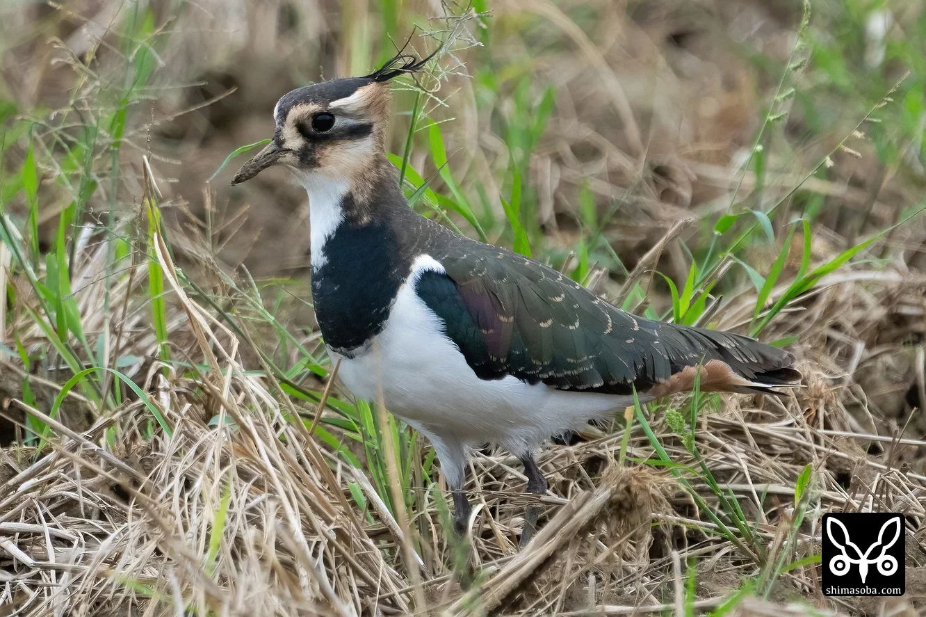 タゲリ