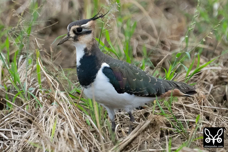タゲリ