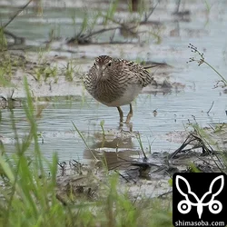 アメリカウズラシギ
