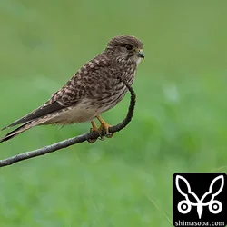 チョウゲンボウ