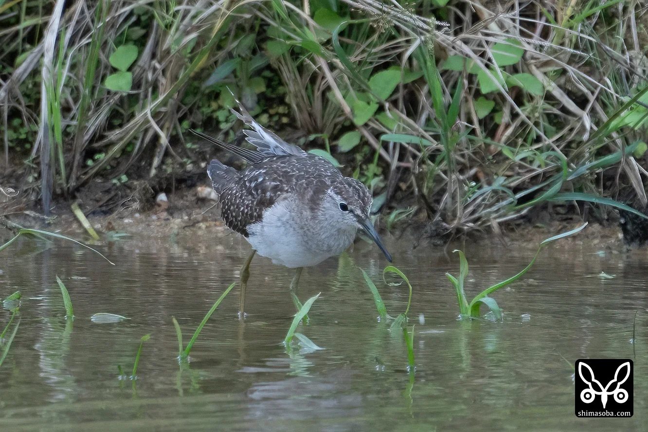 タカブシギ