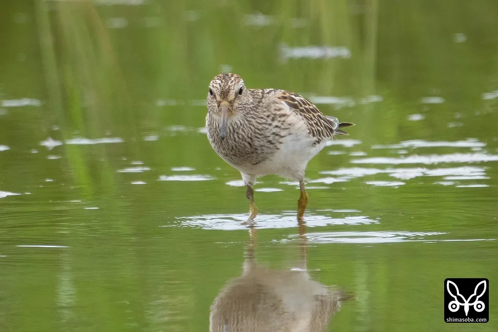 アメリカウズラシギ