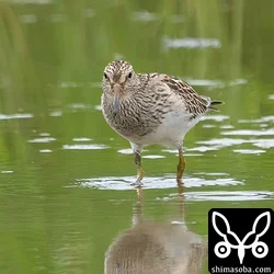 アメリカウズラシギ