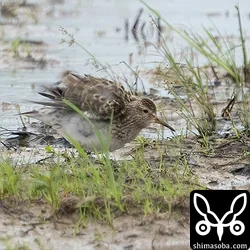 アメリカウズラシギ