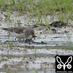 アメリカウズラシギと同じ田んぼにオジロトウネン。