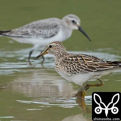 アメリカウズラシギ