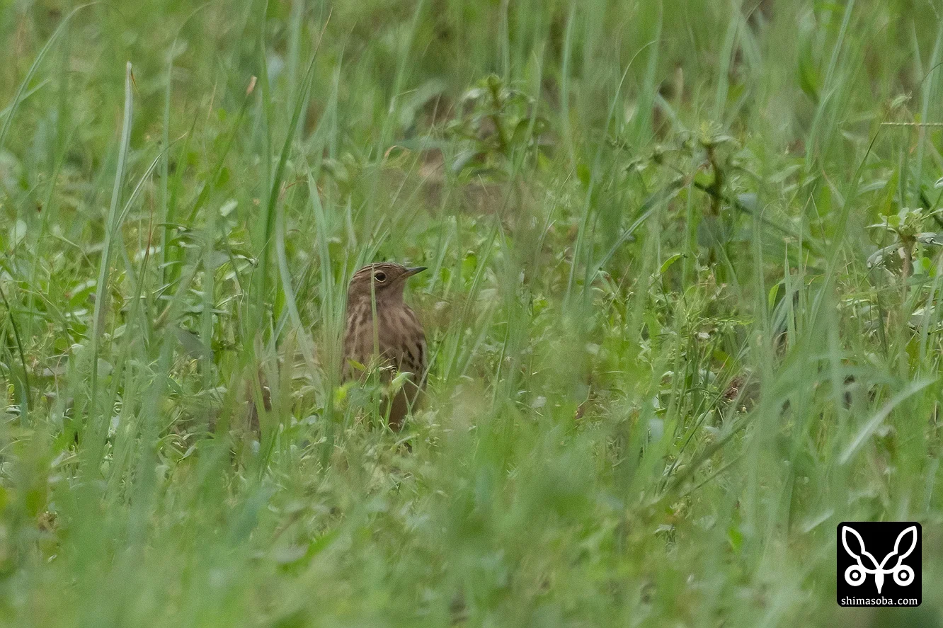 ムネアカタヒバリ