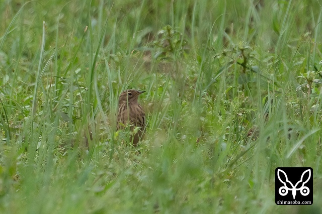 ムネアカタヒバリ