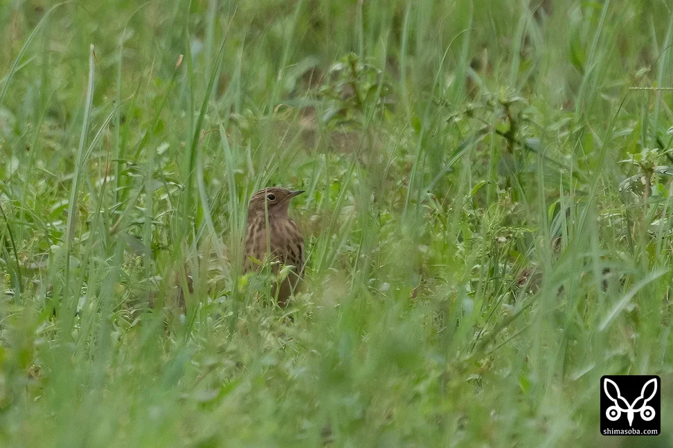 ムネアカタヒバリ