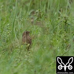 ムネアカタヒバリ