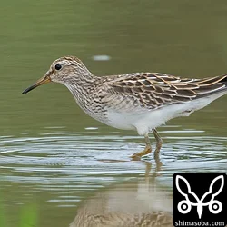 アメリカウズラシギ