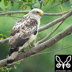 カンムリワシ幼鳥(動画あり)