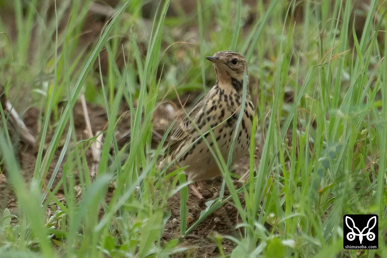 ムネアカタヒバリ