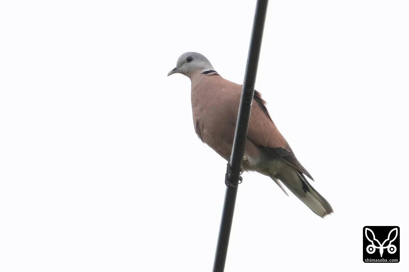 ベニバト