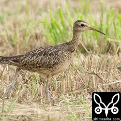 コシャクシギ登場　カリガネ滞在中