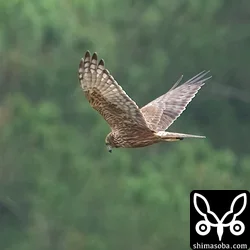 チュウヒ